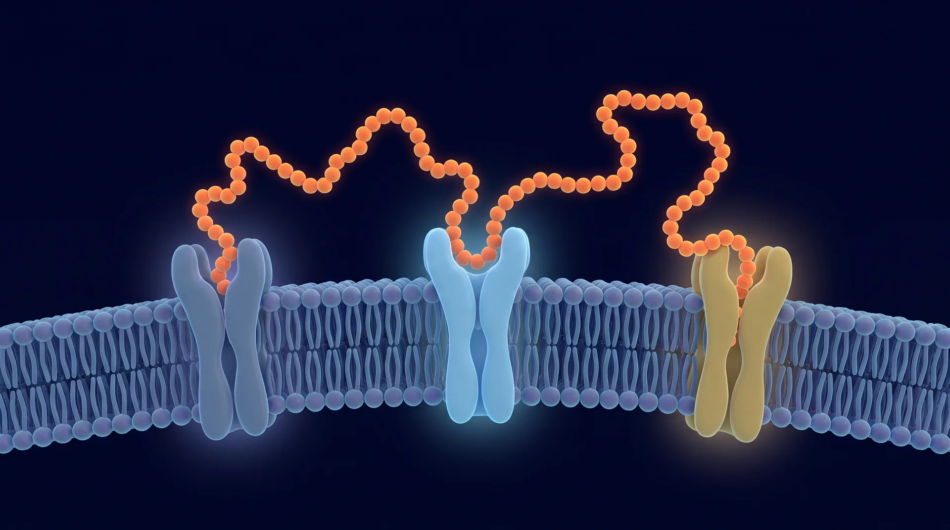 Illustration of one peptide molecule binding to three different receptors on a cell membrane